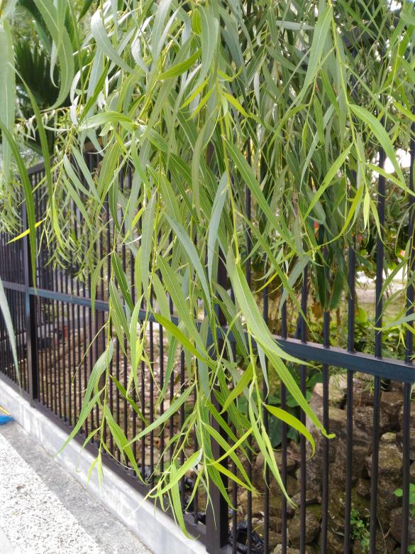 Free stock image of Tree behind fence created by M Naufal Hasani
