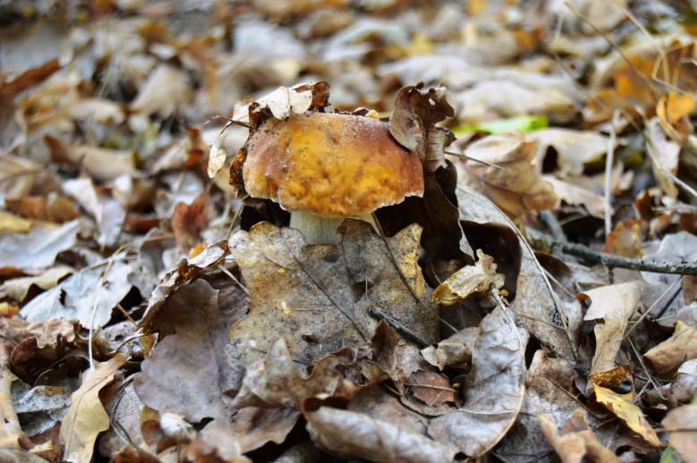 Free stock image of Porcini Mushroom in the fallen leaves created by Ivan Shidlovski