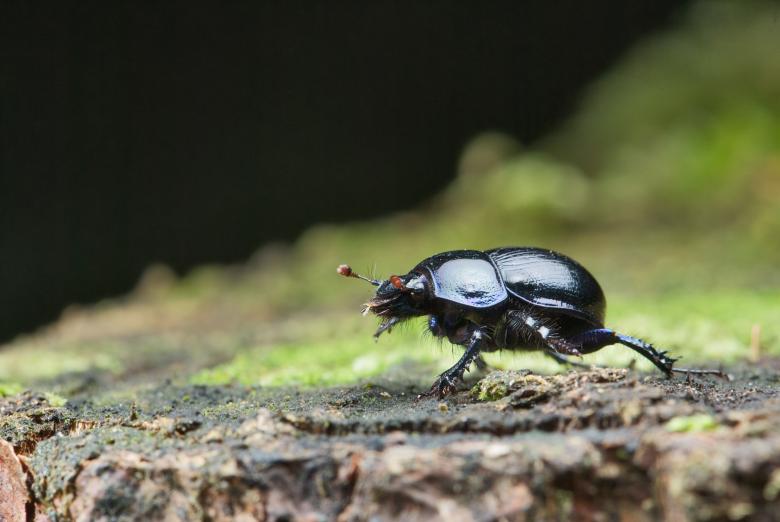 Free stock image of Black Insect created by Pixabay