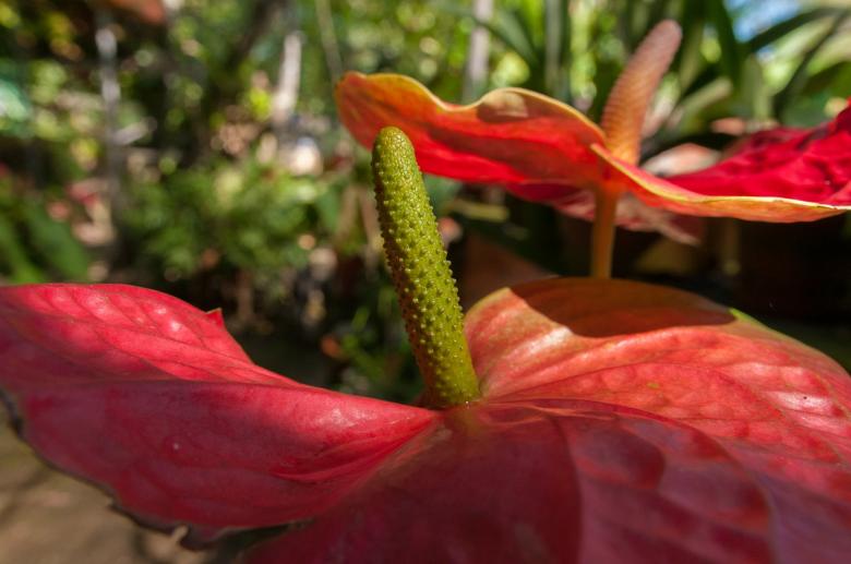 Free stock image of Anthurium Crassinervium created by Pixabay