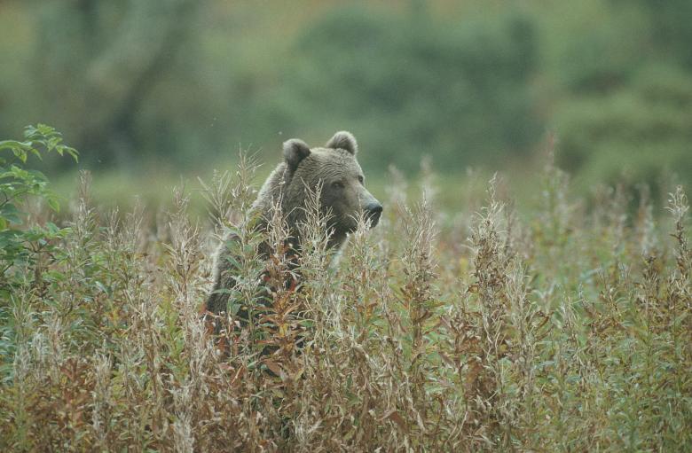 Free stock image of Hidden Bear created by Pixabay
