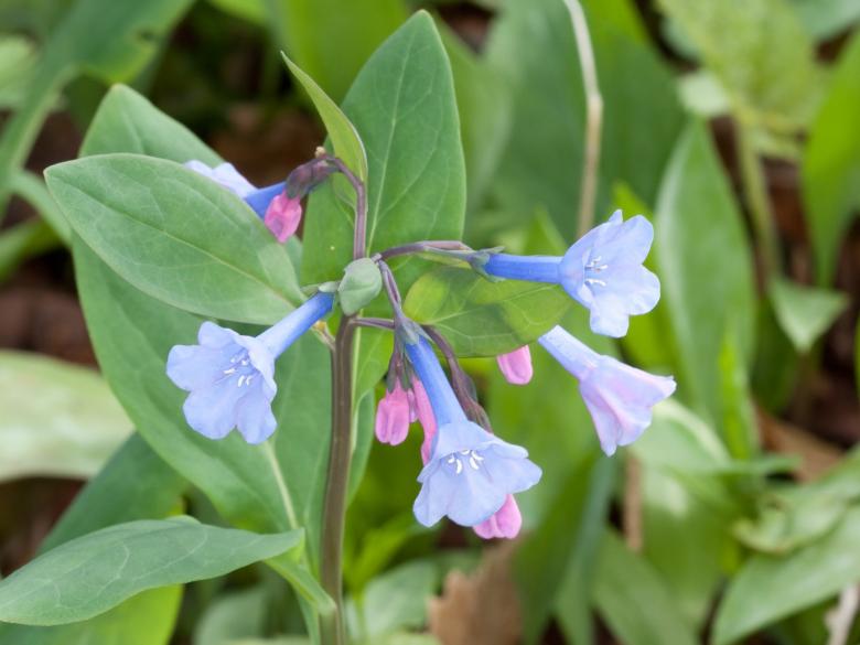 Free stock image of Bluebell created by Pixabay