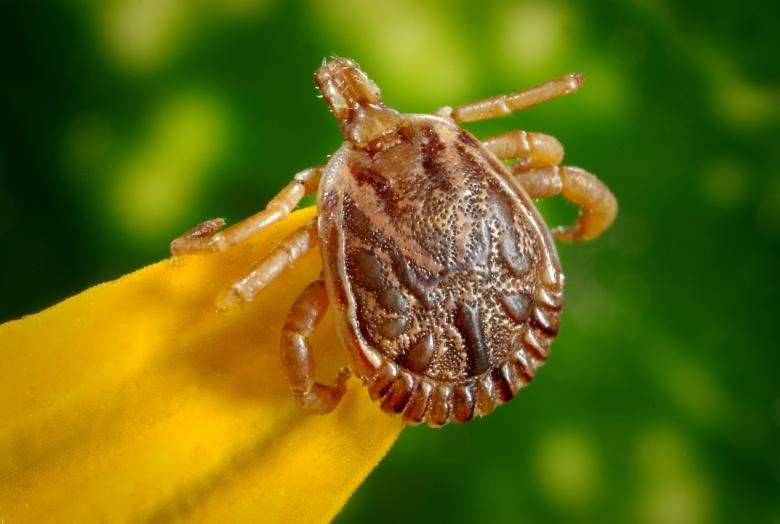 Free stock image of Cayenne Tick created by Pixabay