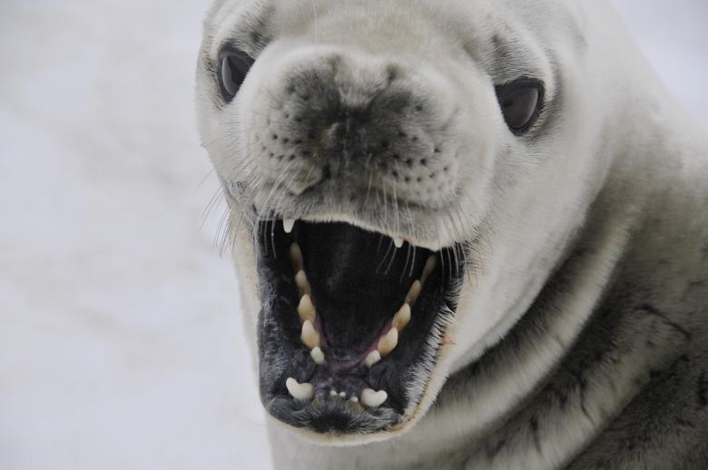 Free stock image of Crabeater Seal created by Pixabay