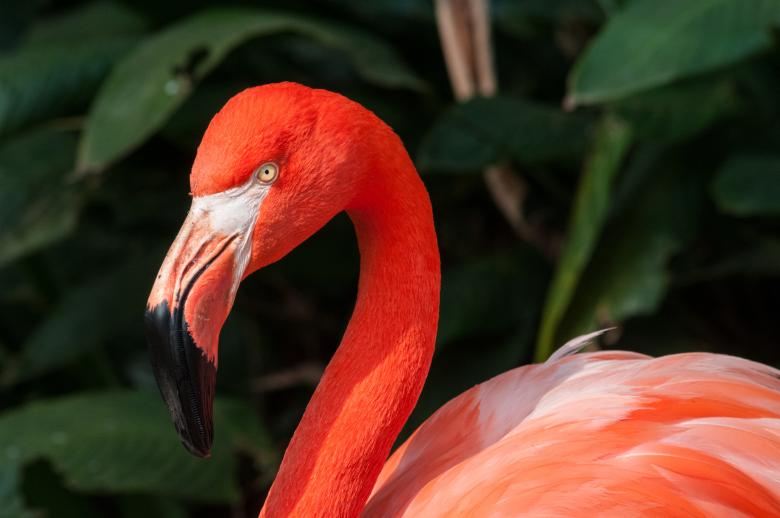 Free stock image of Red Flamingo created by Pixabay