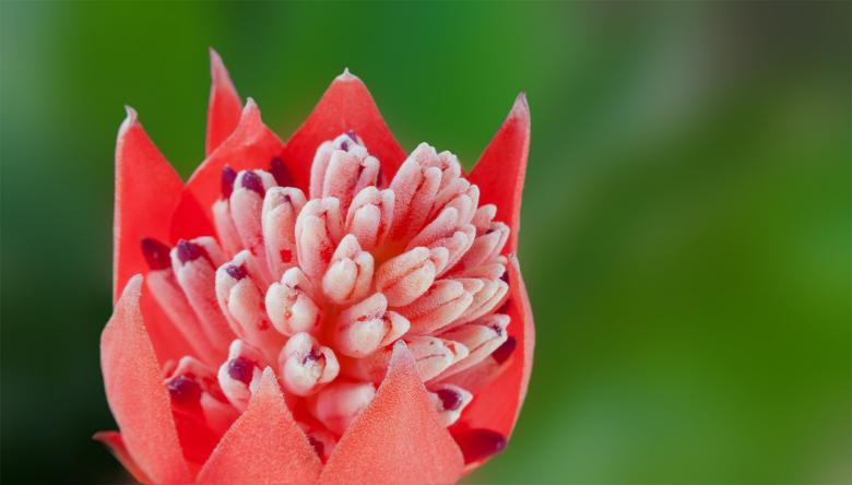 Free stock image of Flower in the Garden created by Pixabay