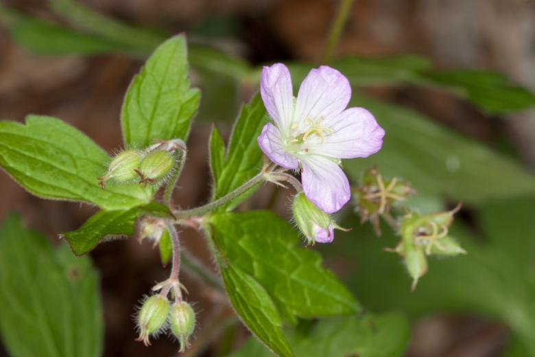 Free stock image of Geranium Flower created by Pixabay