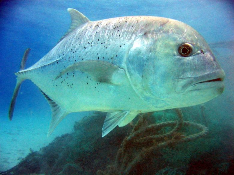 Free stock image of Giant Trevally created by Pixabay