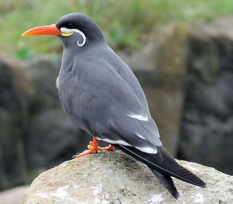 Free stock image of Inca tern created by Pixabay