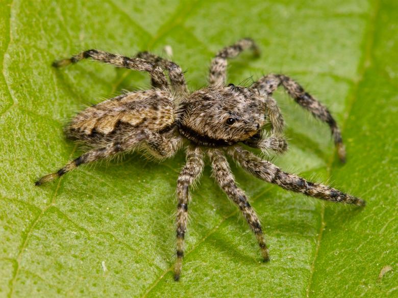 Free stock image of Jumping Spider created by Pixabay