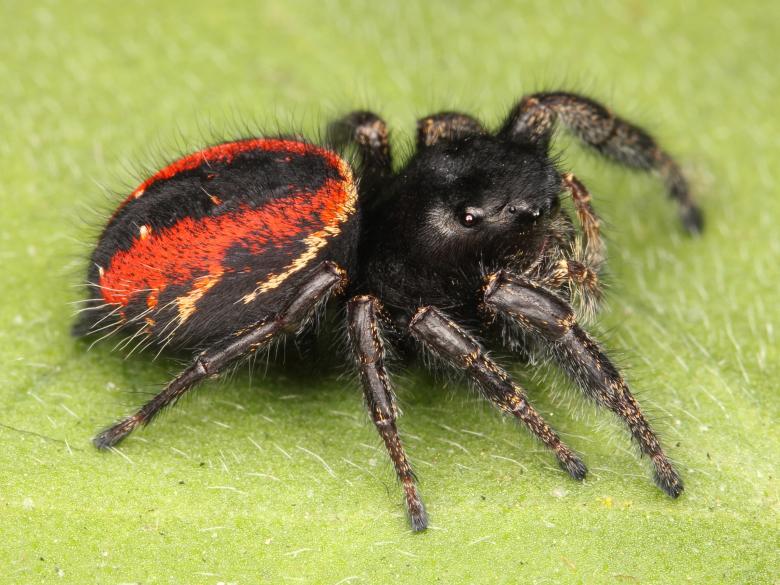 Free stock image of Jumping Spider created by Pixabay