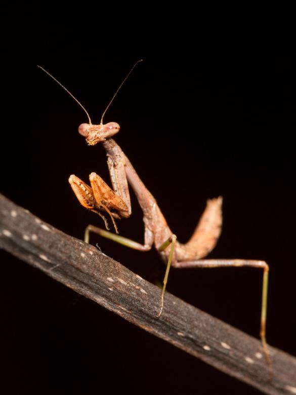 Free stock image of Mantis Closeup created by Pixabay