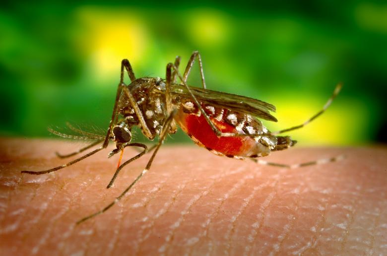 Free stock image of Mosquito Closeup created by Pixabay