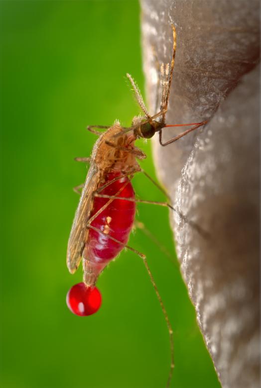 Free stock image of Mosquito Closeup created by Pixabay