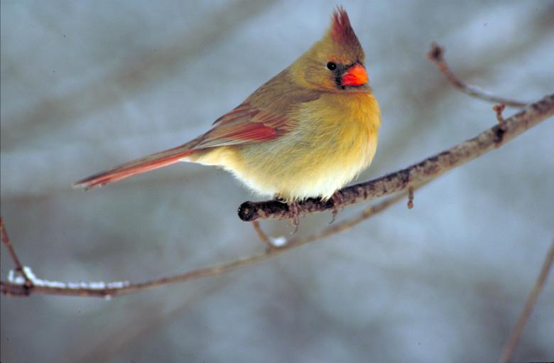 Free stock image of Cardinal created by Pixabay