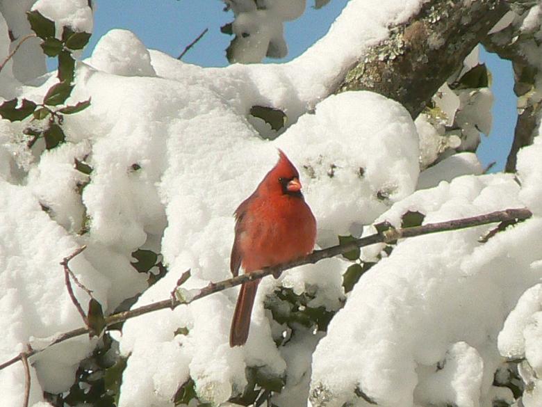 Free stock image of Northern Cardinal created by Pixabay