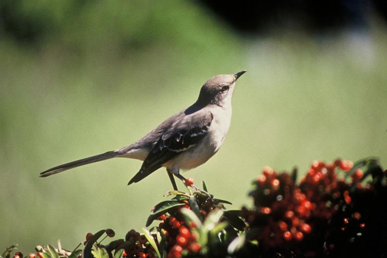 Free stock image of Northern Mockingbird created by Pixabay