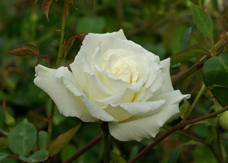Free stock image of White Rose created by Pixabay