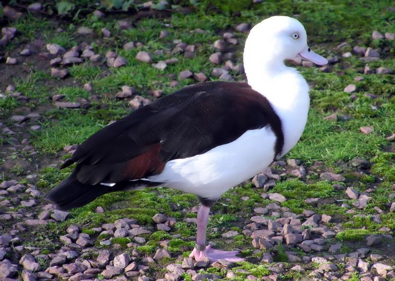 Free stock image of Shelduck created by Pixabay