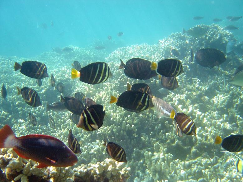 Free stock image of Tang Surgeonfish created by Pixabay