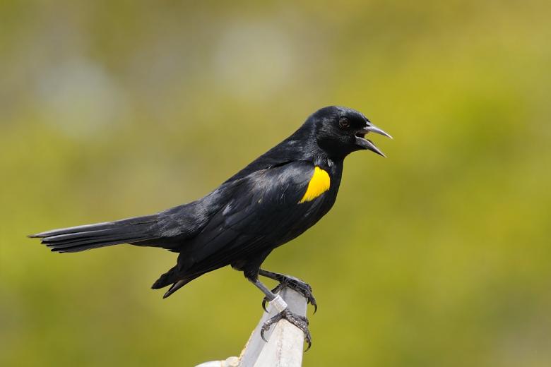 Free stock image of Yellow Shouldered Bird created by Pixabay