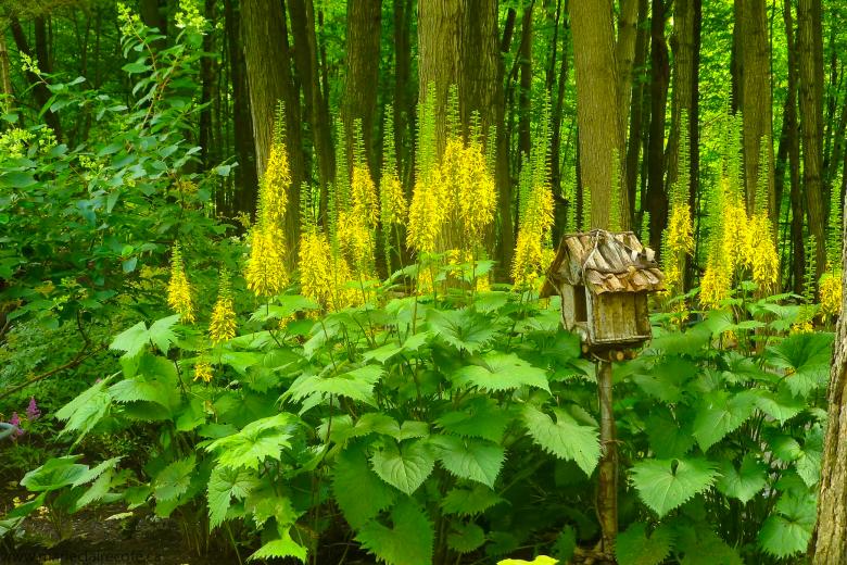 Free stock image of In the Wild created by Marie-Claire Côté