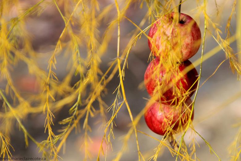 Free stock image of Fresh Apples created by Marie-Claire Côté