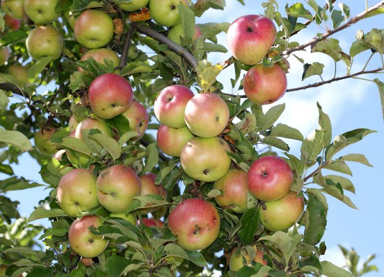 Free stock image of Apple Tree created by Pixabay