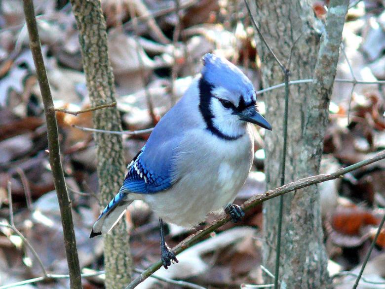 Free stock image of Blue Jay created by Pixabay