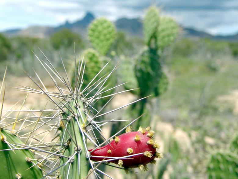 Free stock image of Thorny Cactus created by Pixabay