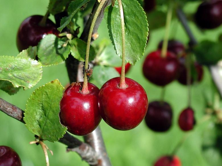 Free stock image of Fresh Cherries created by Pixabay