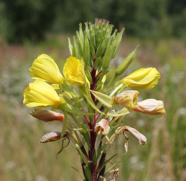 Free stock image of Evening Primrose created by Pixabay