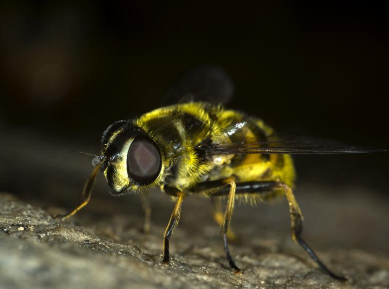 Free stock image of Hoverfly created by Pixabay