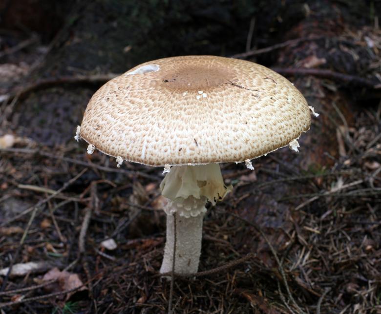 Free stock image of Wild Mushroom created by Pixabay