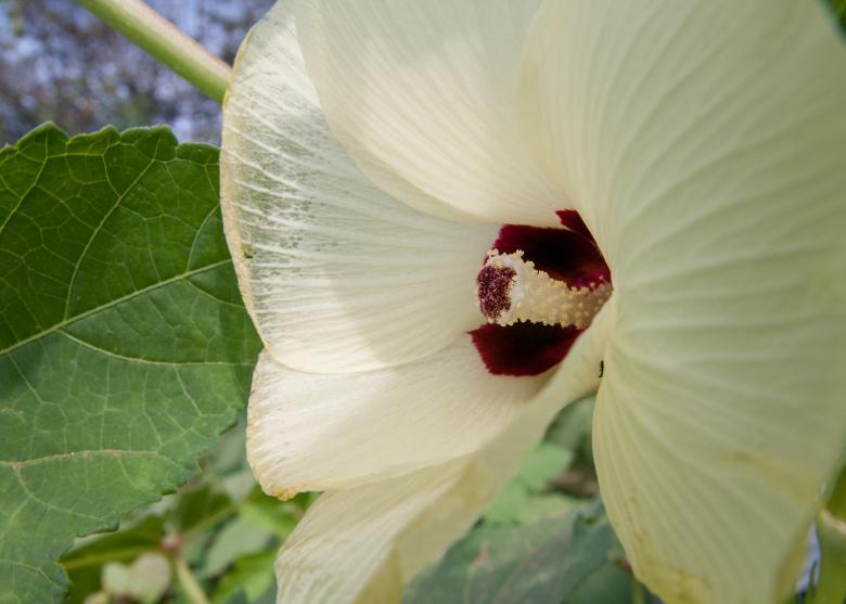 Free stock image of Okra Flower created by Pixabay