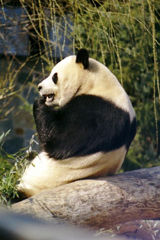 Free stock image of Panda created by Pixabay