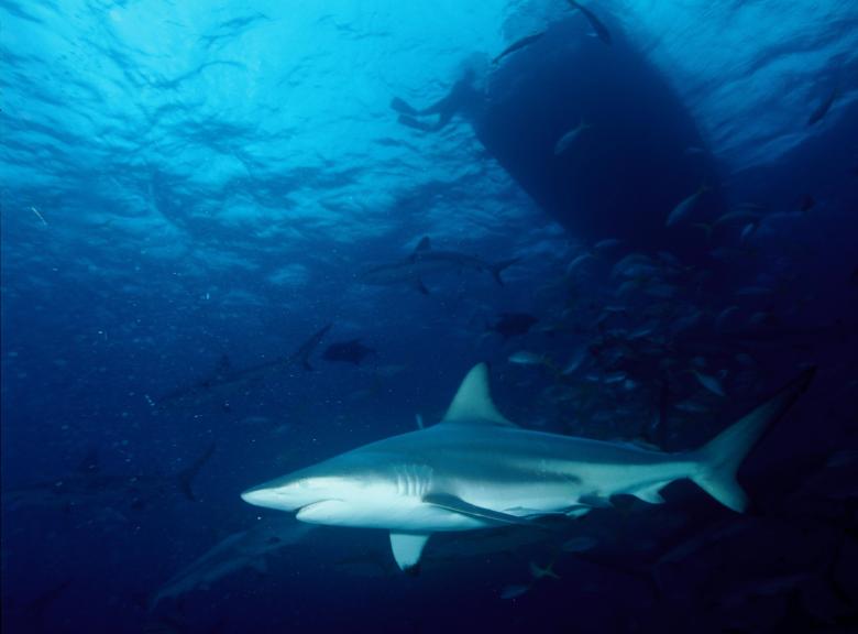 Free stock image of Shark in the Ocean created by Pixabay