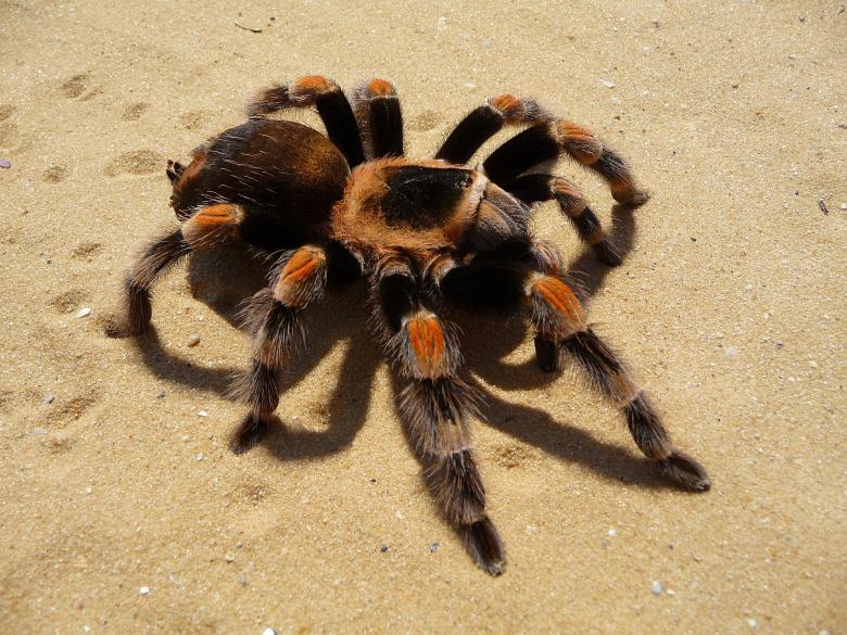 Free stock image of Tarantula Spider created by Pixabay