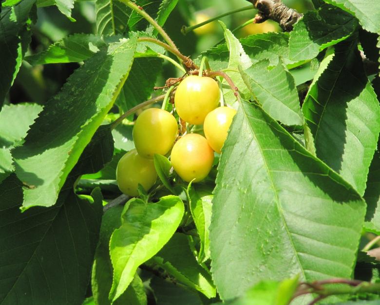 Free stock image of Fresh Cherries created by Pixabay