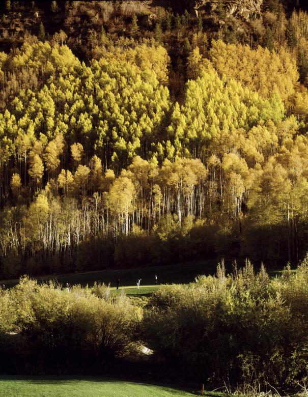Free stock image of Fall Foliage created by Pixabay