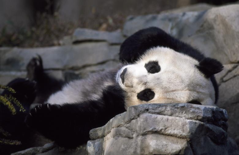 Free stock image of Panda Sleeping created by Pixabay