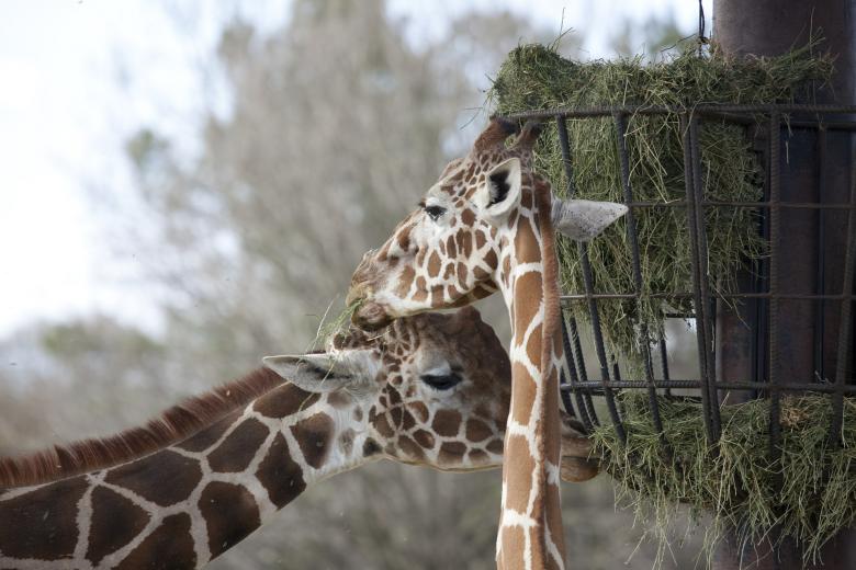 Free stock image of Giraffes created by Pixabay