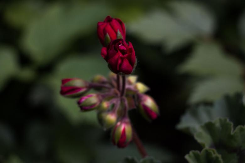Free stock image of Flower Buds created by Janis Urtans