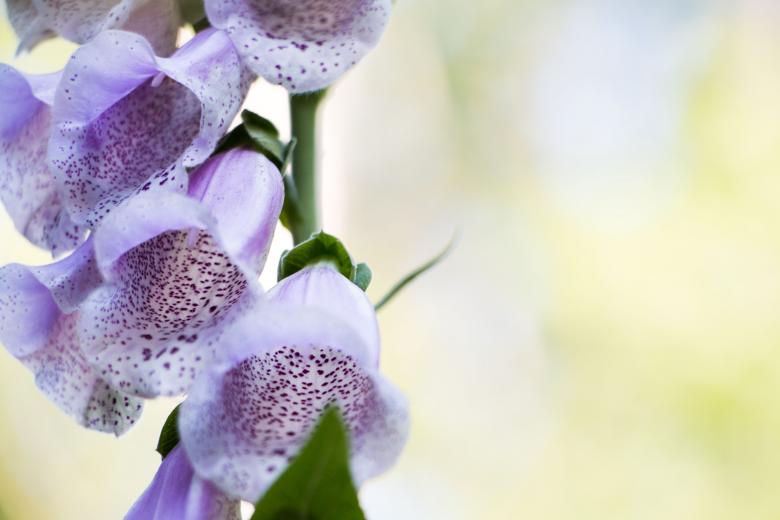 Free stock image of Bells created by Janis Urtans