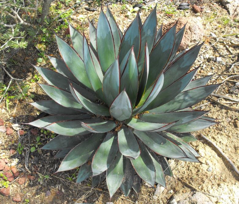 Free stock image of Thorny Agave created by Pixabay