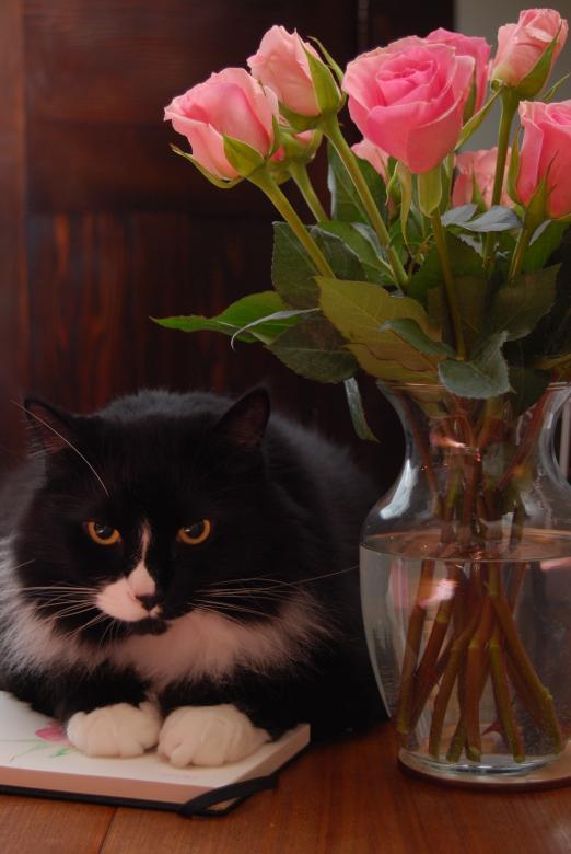 Free stock image of Cat with the Pot created by Pixabay