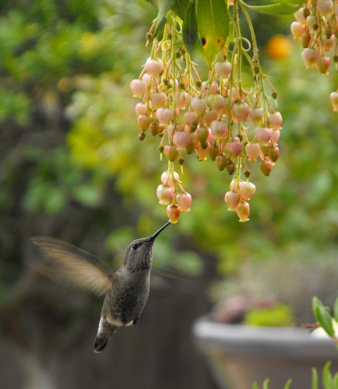 Free stock image of Hummingbird Searching for Food created by Pixabay