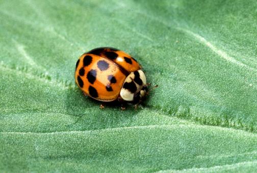 Ladybug - Free Stock Photo