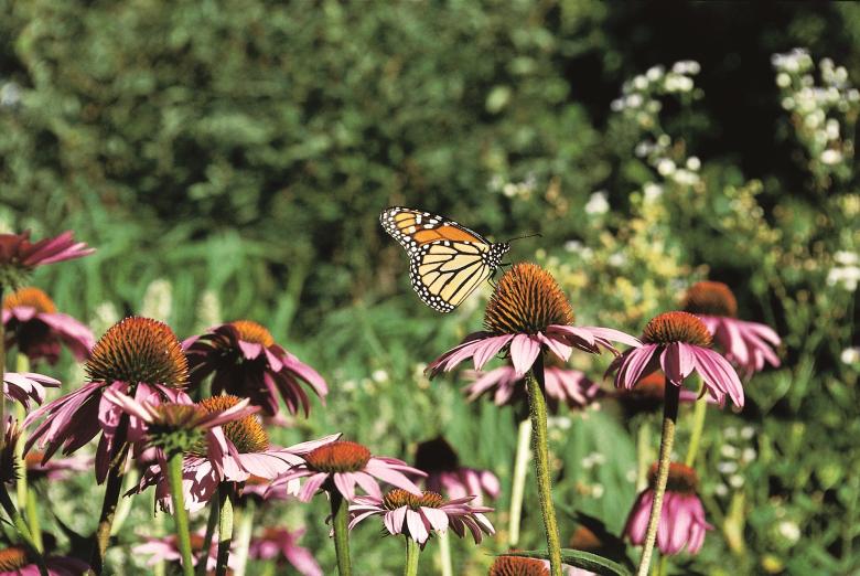Free stock image of Monarch Butterfly on Flower created by Pixabay
