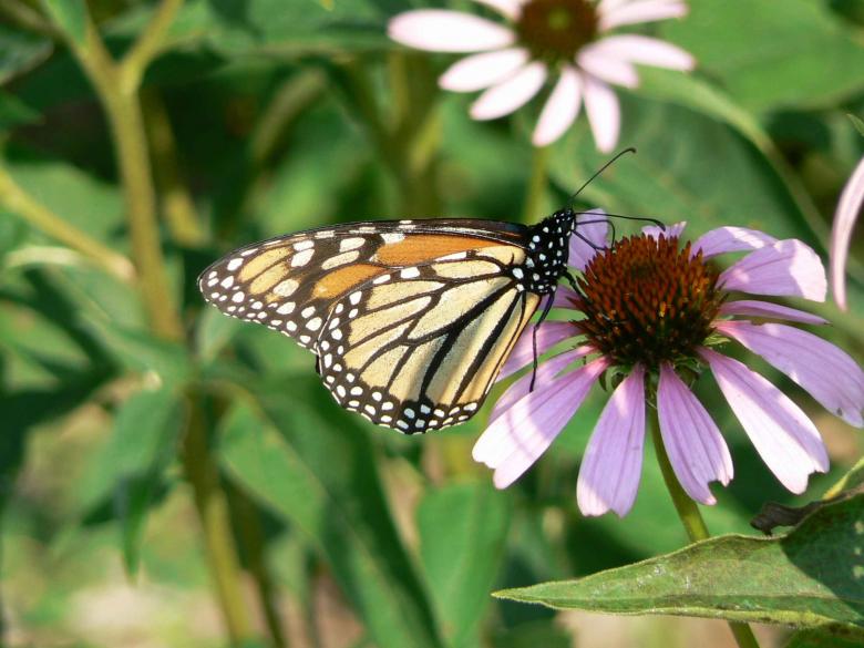 Free stock image of Monarch Butterfly on Flower created by Pixabay